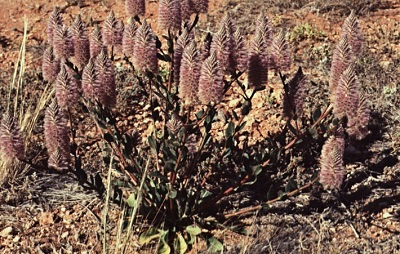 Ptilotus Species, Pink Mulla Mulla, Tall Mulla Mulla