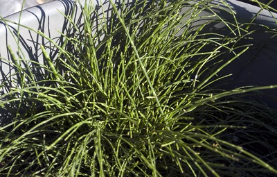 Horsetail, Scouring Rush