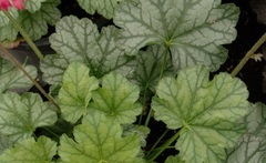 Heuchera, Alum Root, Alumroot, Coral Bells, Coralbells 'Paris'