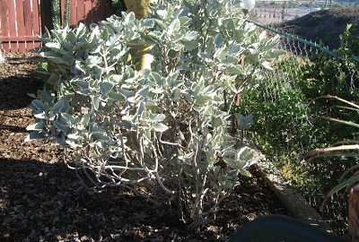 Kalanchoe, Dwarf Velvet Plant Oak Leaf