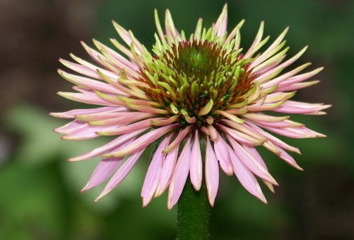 Echinacea, Double Coneflower Pink Poodle