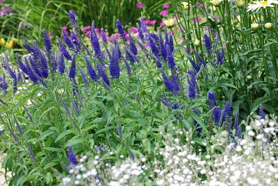 Veronica, Speedwell Total Eclipse