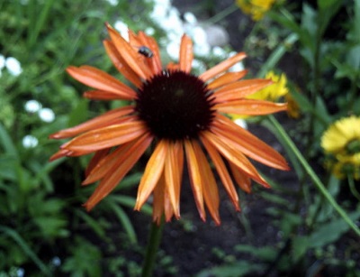 Echinacea, Hybrid Coneflower Firebird