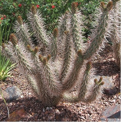Cylindropuntia Natural Hybrid, Red Cholla