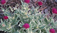 Knautia, Field Scabiosa 'Thunder and Lightning'