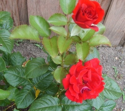 Floribunda Rose Drop Dead Red