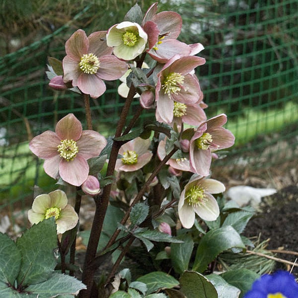 Helleborus, Hellebore, Lenten Rose HGC Pink Frost