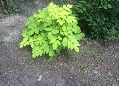 Aralia, Golden Aralia, Japanese Spikenard Sun King