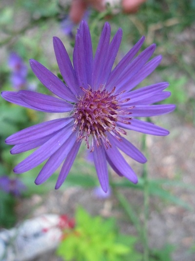 Symphyotrichum Species, Georgia Aster, Wild Aster