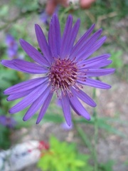 Symphyotrichum Species, Georgia Aster, Wild Aster