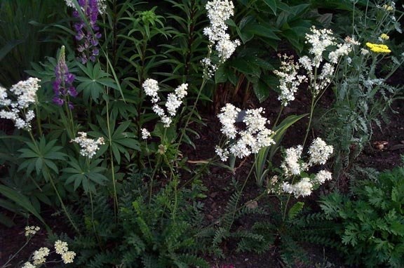Filipendula Species, Dropwort, Meadowsweet