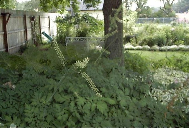Actaea Species, Bugbane, Fairy Candles, Xing An Sheng Ma