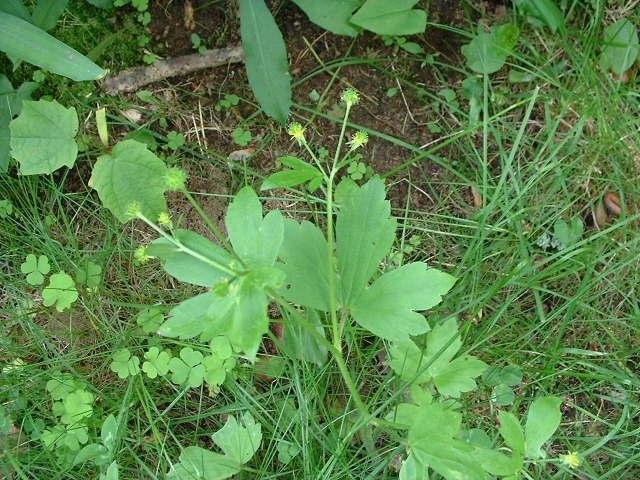 Ranunculus Species, Kidneyleaf Crowfoot, Littleleaf Buttercup, Small-Flowered Buttercup