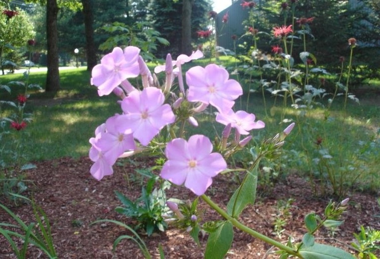 Phlox Species, Meadow Phlox, Wild Sweet William