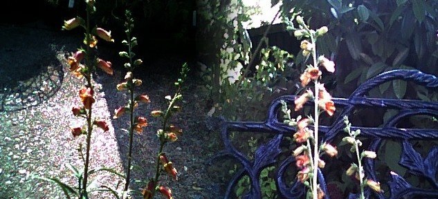 Digitalis Species, Dusty Foxglove, Sunset Foxglove, Willow Leaf Foxglove