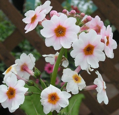 Primula Species, Candelabra Primula, Primrose