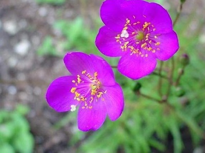 Phemeranthus Species, Large-Flower Fameflower, Flame Flower, Rockpink