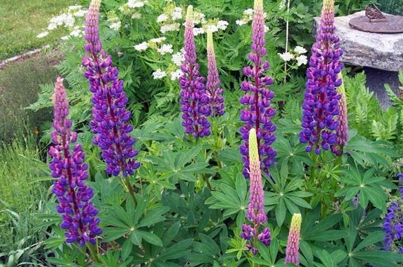 Lupinus Species, Blue Pod, Meadow Lupine, Russell Lupin