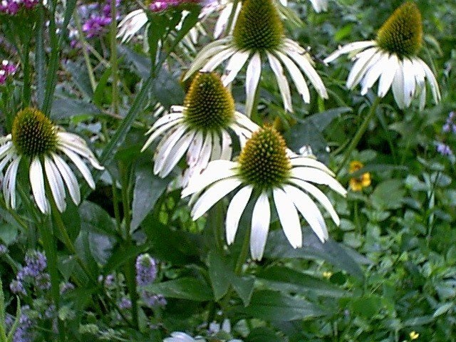 Echinacea, White Coneflower Alba