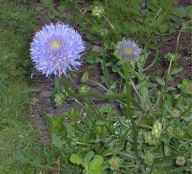 Jasione Species, Sheeps Bit Scabious, Sheep Scabious