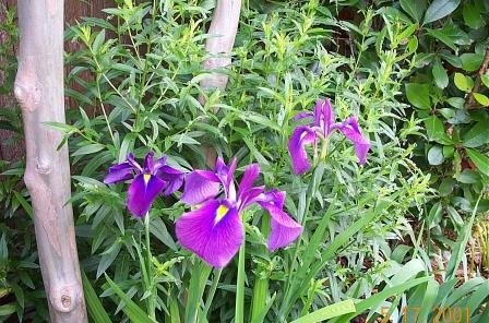 Species Iris, Japanese Water Iris, Japanese Flag, Russian Iris