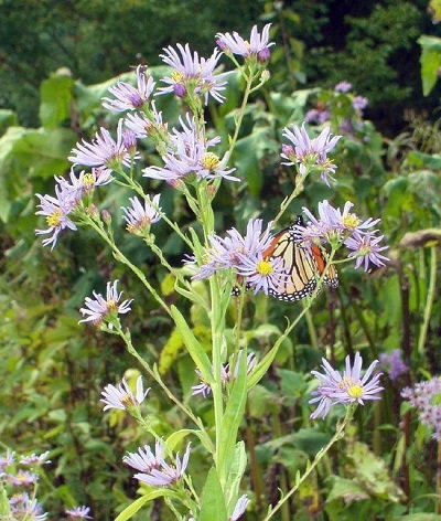 Aster Species, Tatarian Aster, Wild Aster