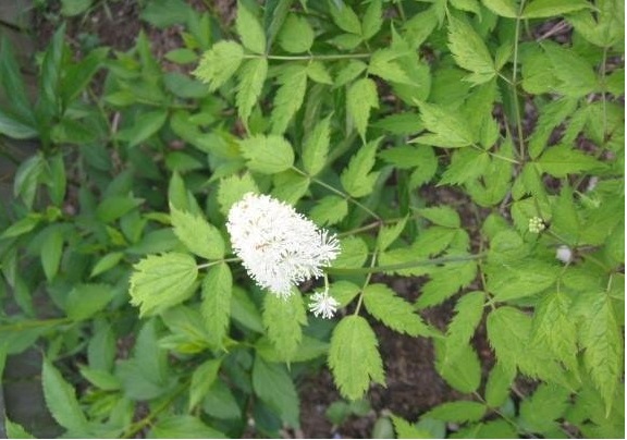 Actaea Species, Dolls Eyes, Necklace Weed, Toadroot, Snakeroot