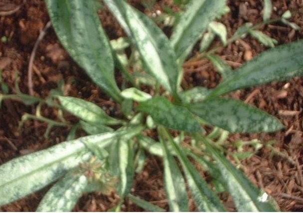 Longleaf Lungwort, Long-leafed Lungwort, Narrow-leaved Lungwort