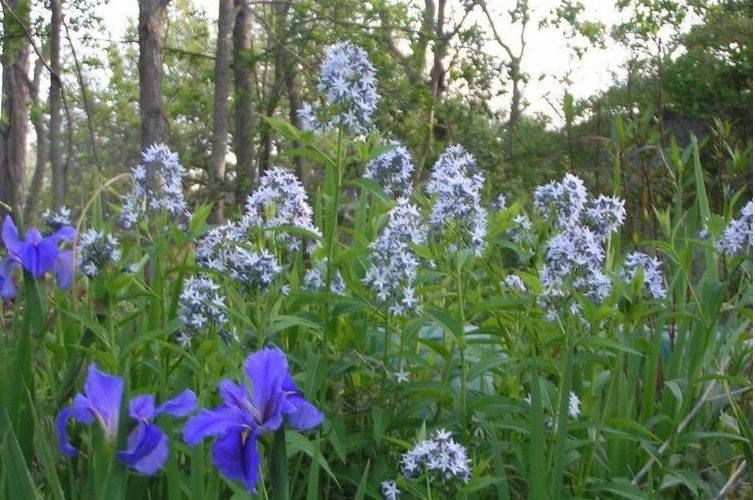 Amsonia Species, Feather Amsonia, Fringed Bluestar, Texas Blue Star