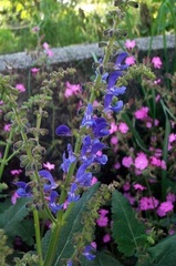 Salvia Species, Transylvanian Sage