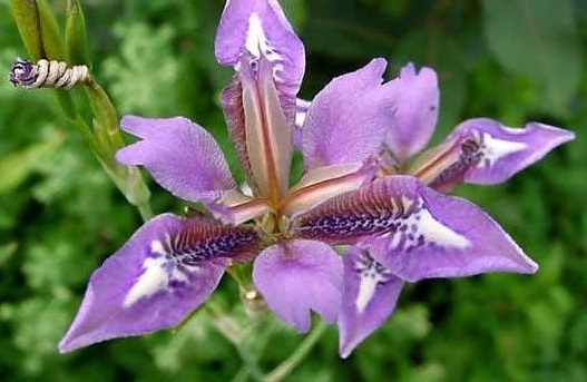 Species Iris, Vesper Iris