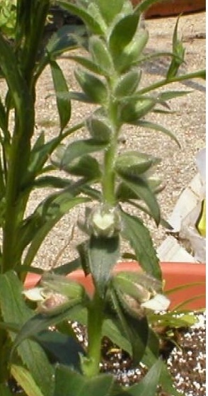 Digitalis Species, Foxglove, Grecian Foxglove