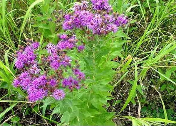 Vernonia Species, Western Ironweed, Baldwins Ironweed