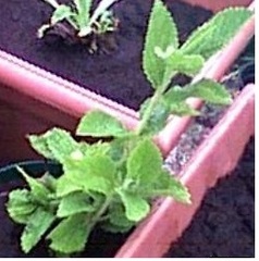 Melittis Species, Balm, Bastard Balm