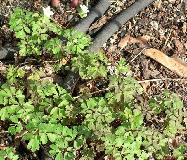False Rue Anemone
