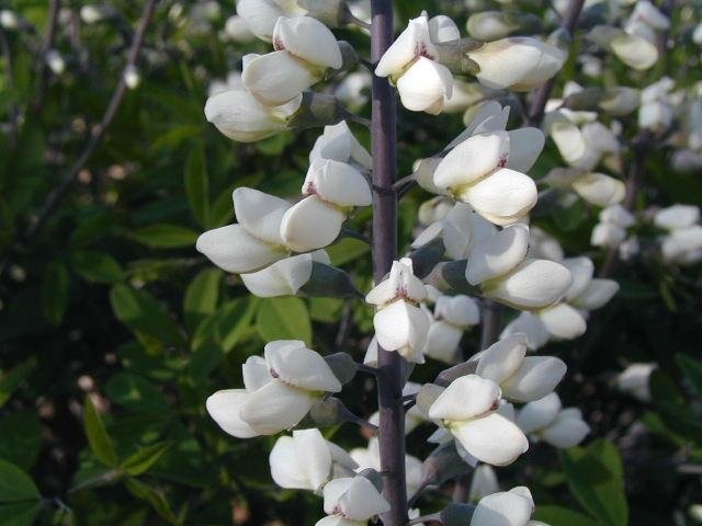 Baptisia Species, False Indigo