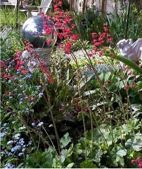 Heuchera Species, Alumroot, Coral Bells