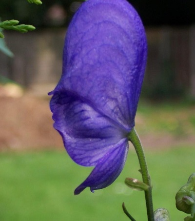 Aconitum Species, Azure Monkshood, Fischers Monkshood