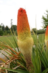 Kniphofia Species, Lesotho Red Hot Poker, Torch Lily, Tritoma
