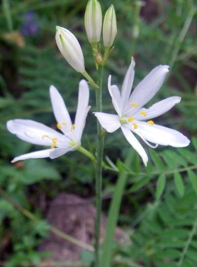Anthericum Species, St. Bernards Lily