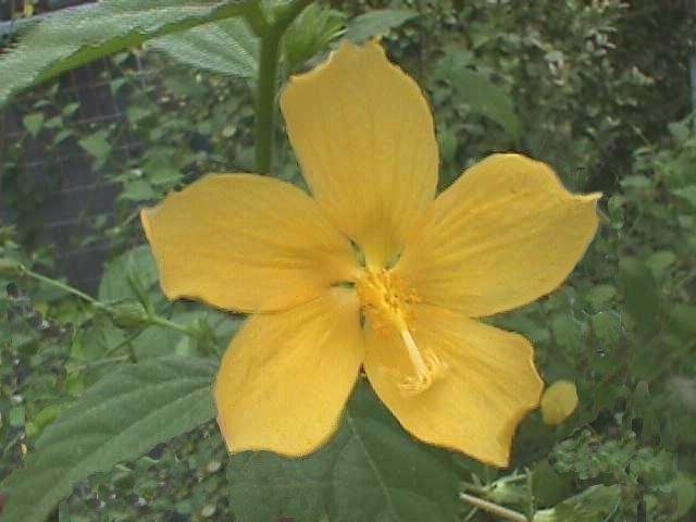 Pavonia Species, American Cadillo, Gingerbush