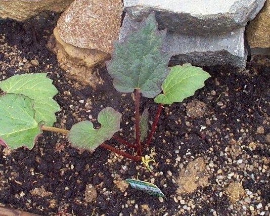 Rheum Species, Ornamental Rhubarb, Turkey Rhubarb