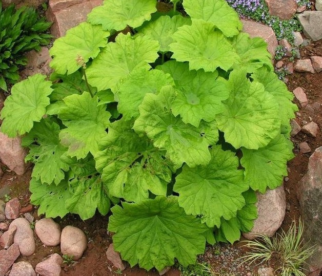 Astilboides Species, Shieldleaf Rogers Flower