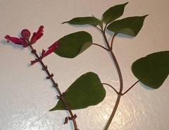 Salvia Species, Rose Leaf Sage, Rosebud Sage