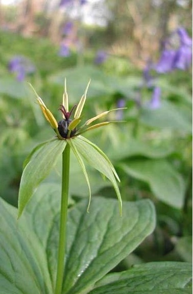 Paris Species, Herb Paris, True-Lovers Knot