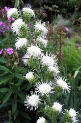 Liatris Species, New England Blazing Star, Northern Blazing Star, Northern Gayfeather
