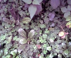 Oxalis Species, Cuckoo Clover, Mountain Wood-Sorrel, Northern Wood Sorrel