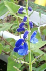 Salvia Species, Blue Vine Sage, Guatemalan Sage