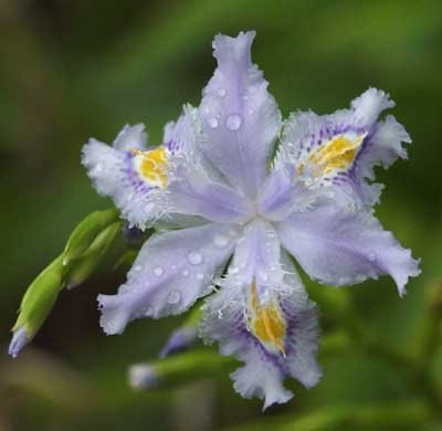 Species Iris, Bamboo Iris