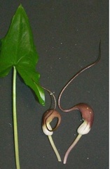 Mouse Plant, Mousetail Plant